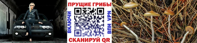 Купить закладки  Арсеньев  Галлюциногенные грибы GOLDEN TEACHER 